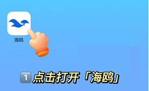 海鸥聊天